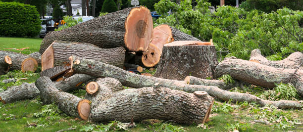 Professional Tree Services in Cerritos, CA