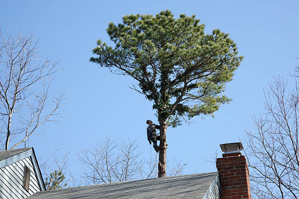 How Our Tree Care Process Works  in  Cerritos, CA